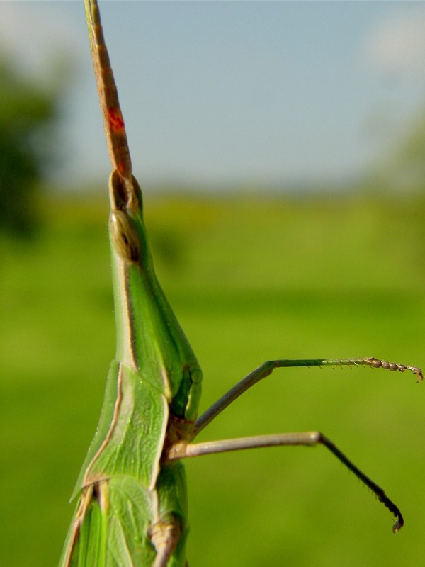 Acrida ungarica in versione verde